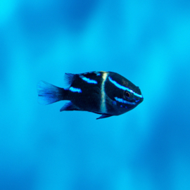 Neoglyphidodon Oxyodon