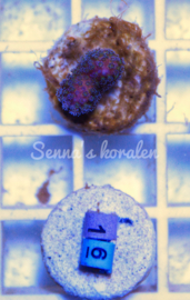 16Stylophora pistillata purple polyp