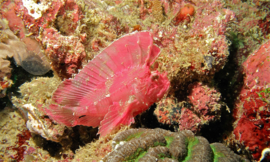 Taenianotus Triacanthus Red