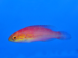 Cirrhilabrus Isosceles (Female)