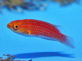 Cirrhilabrus Africanus Female