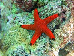 Fromia Elegans
