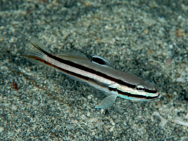 Valenciennea Helsdingenii