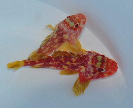 Sebastapistes Cyanostigma