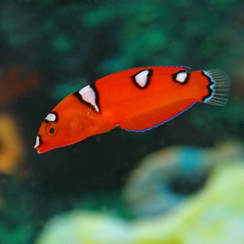 Coris Gaimard (JUV)