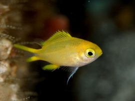 Chromis analis