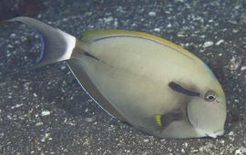 Acanthurus Nigricauda