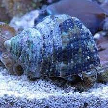 Turbo Brunneus