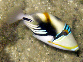 Rhinecanthus Aculeatus (M)