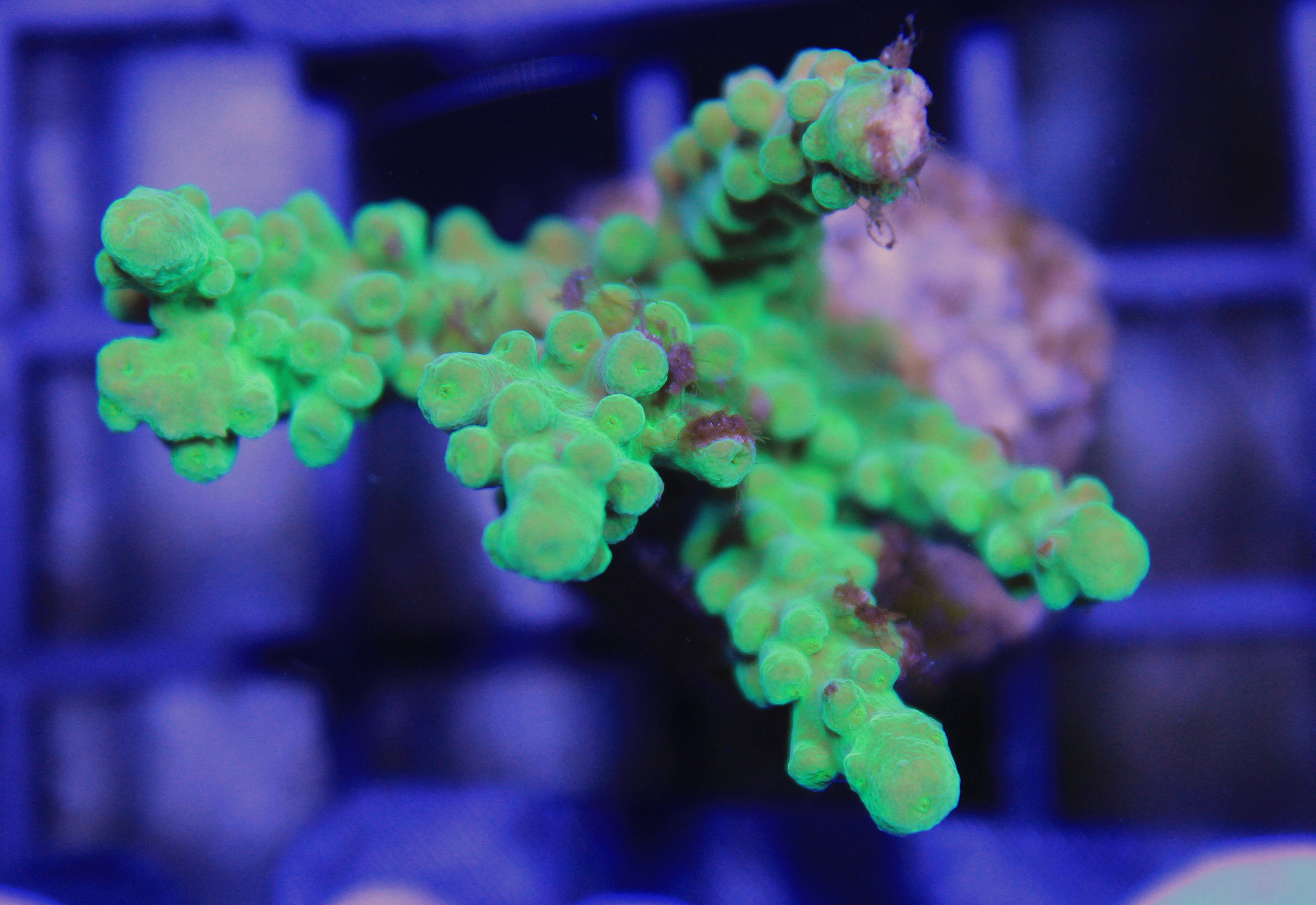 024 acropora