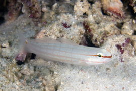 Amblygobius Decussatus