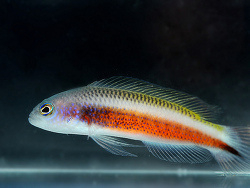Pseudochromis Tonozukai