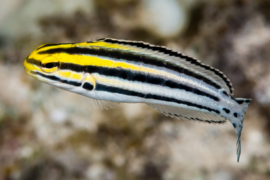 Meiacanthus Grammistes