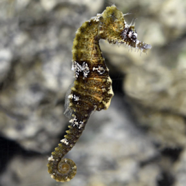 Hippocampus Erectus Senna's koralen eigen kweek