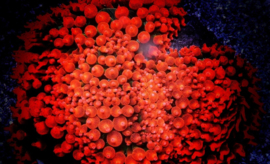 Anemone