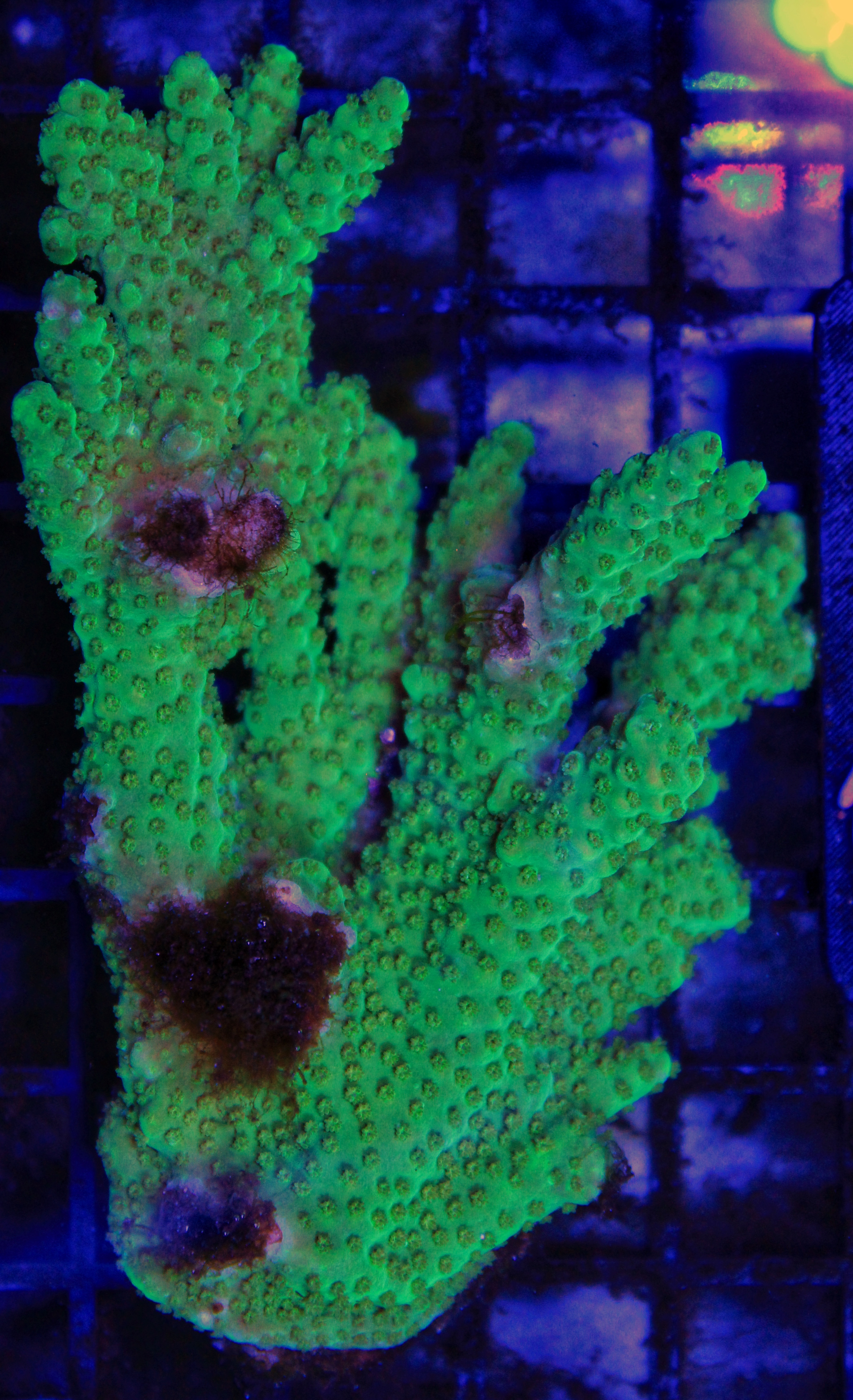 035 acropora colonie