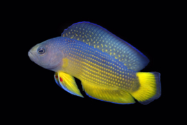 Manonichthys Alleni