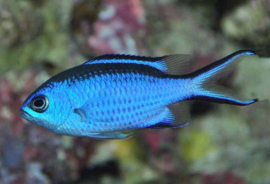 Chromis cyanea