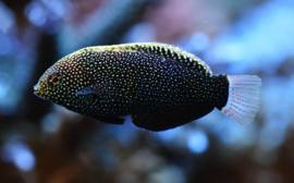 Macropharyngodon Negrosensis