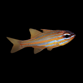 Ostorhinchus Margaritophorus