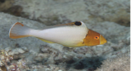 Cetoscarus Bicolor JUV