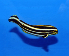 Plectorhinchus polytaenia juv