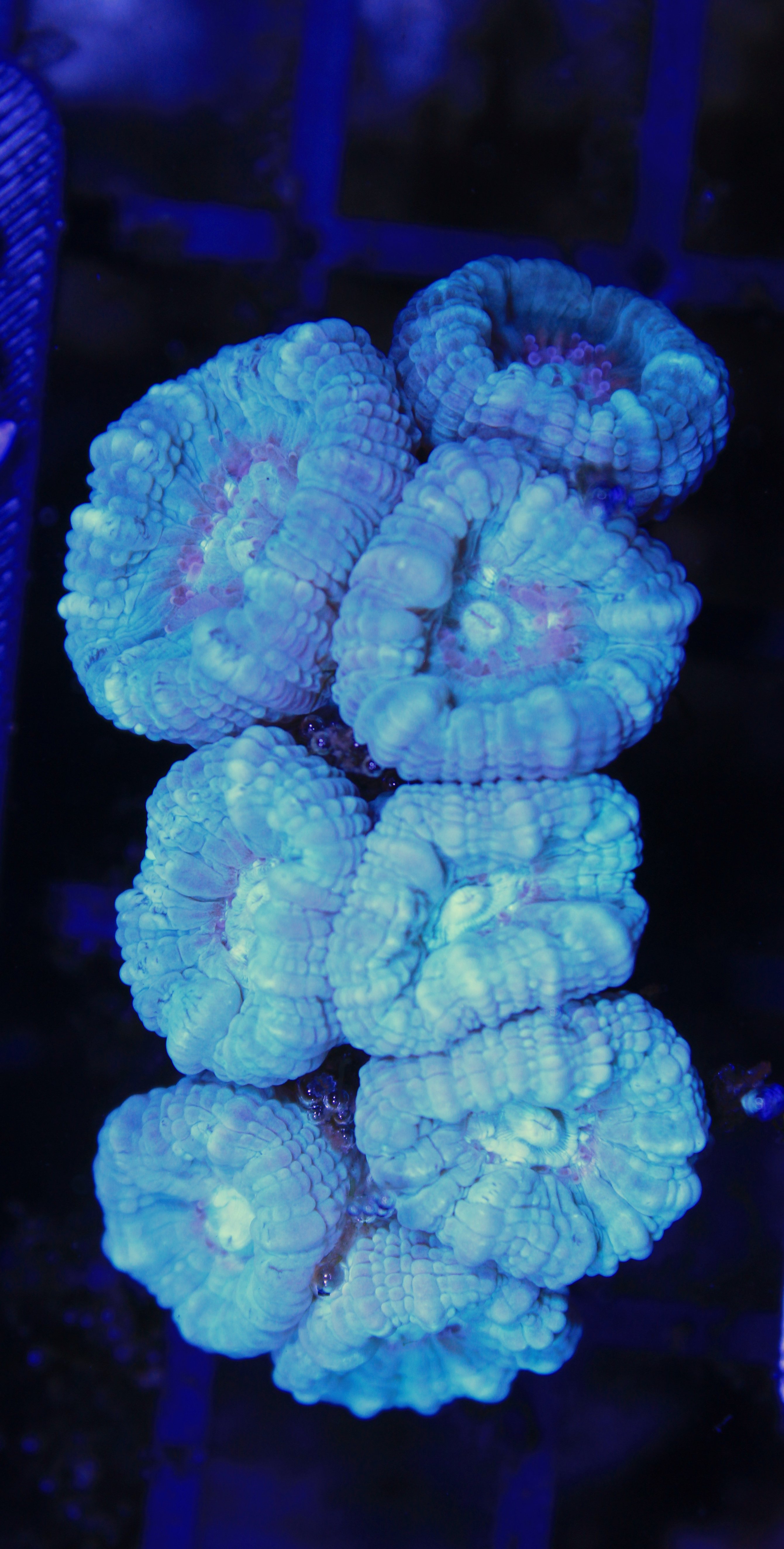 072 Caulastrea spp Blue
