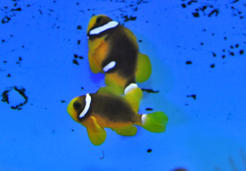 Amphiprion clarkii (Black Deluxe)