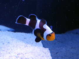 Amphiprion Ocellaris Black Gladiator