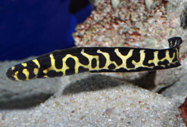 Pholidichthys Leucotaenia