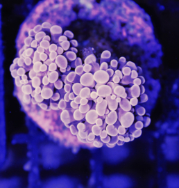Euphyllia Paraancora Oranje