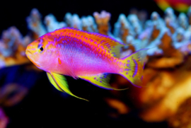 Pseudanthias Ventralis