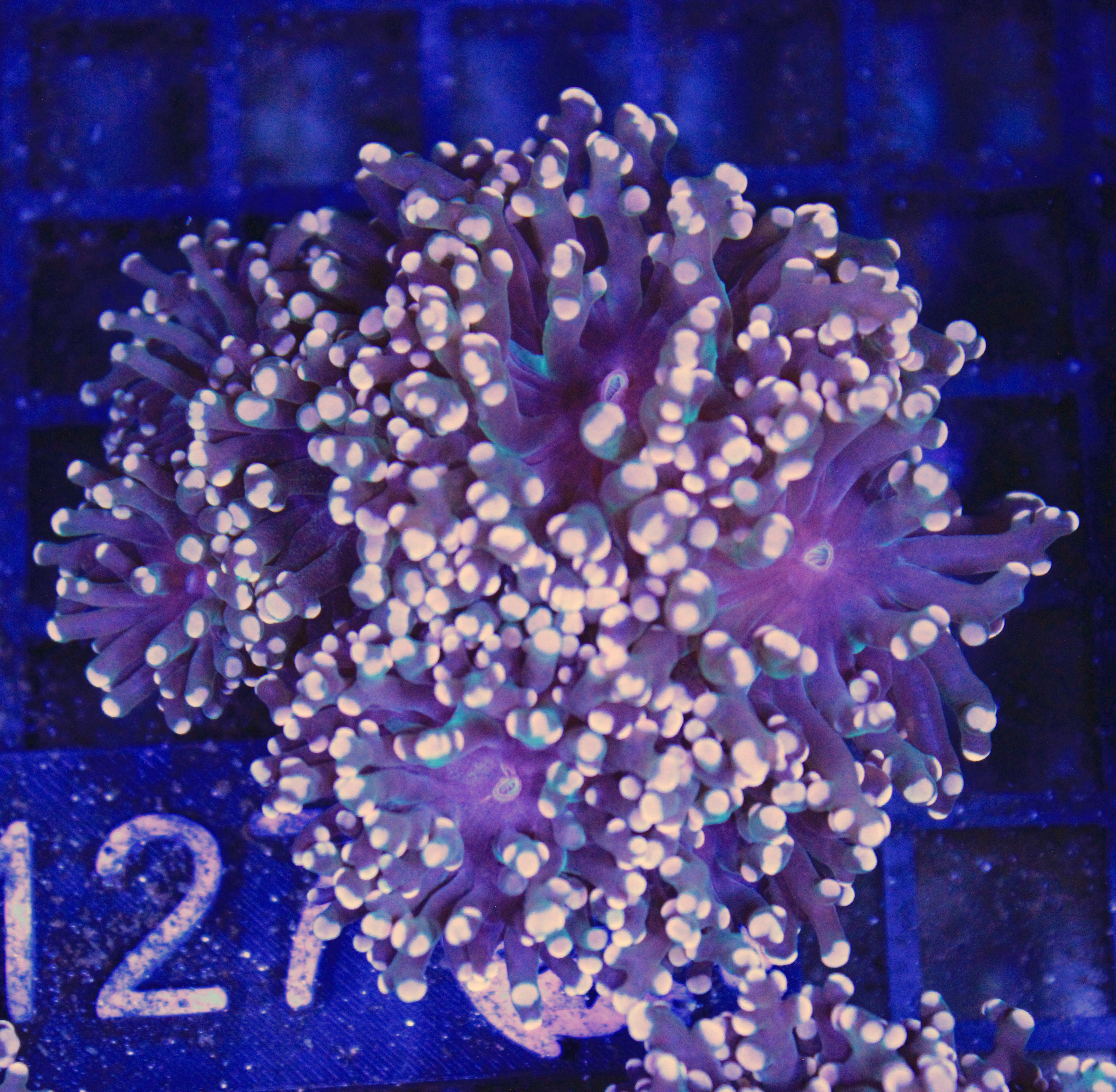 127 euphyllia Frogspawn 4 koppen
