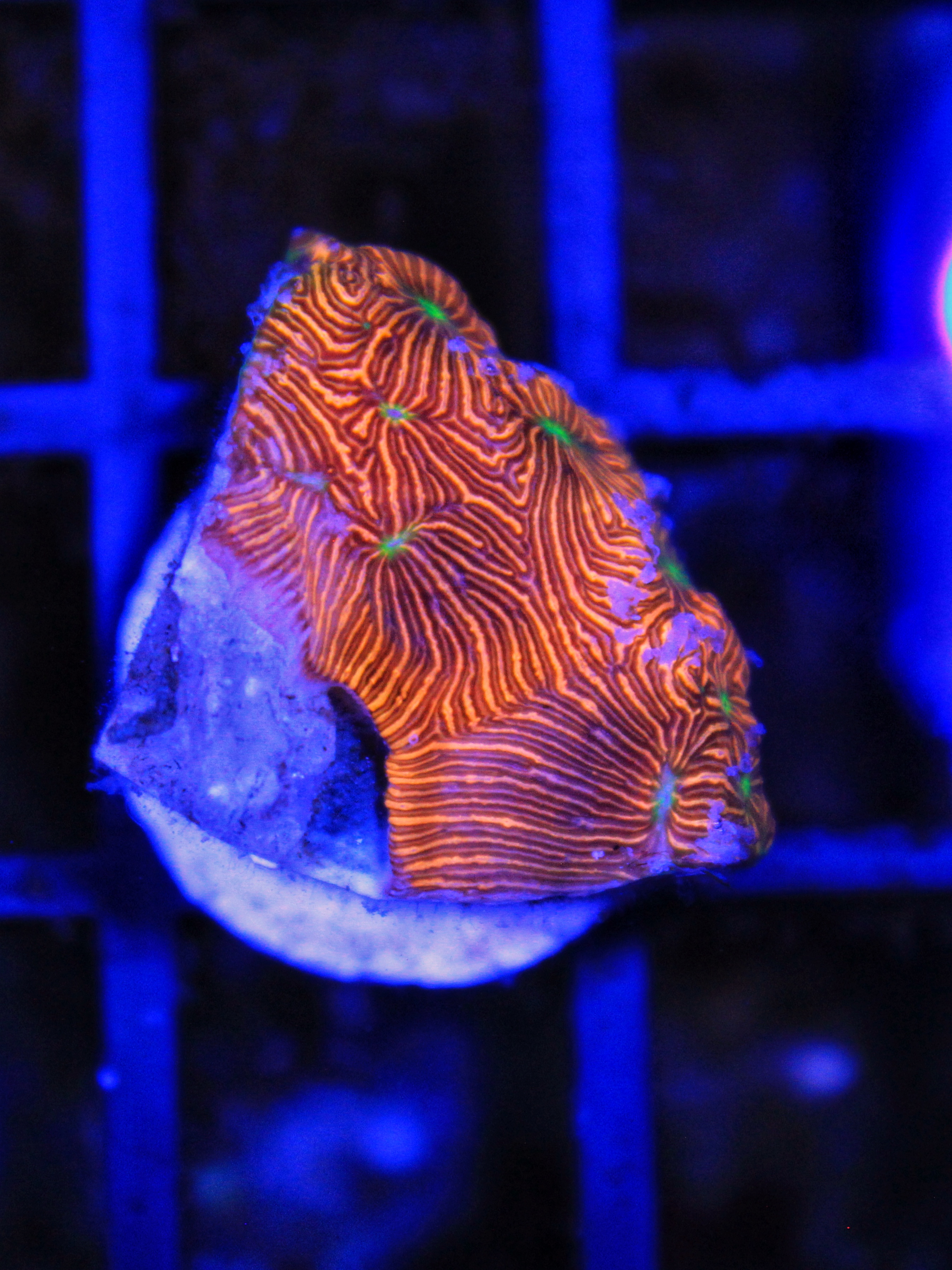 142 Leptoseris (Jason Fox Jack-O-Lantern) ( Senna’s koralen eigen kweek )