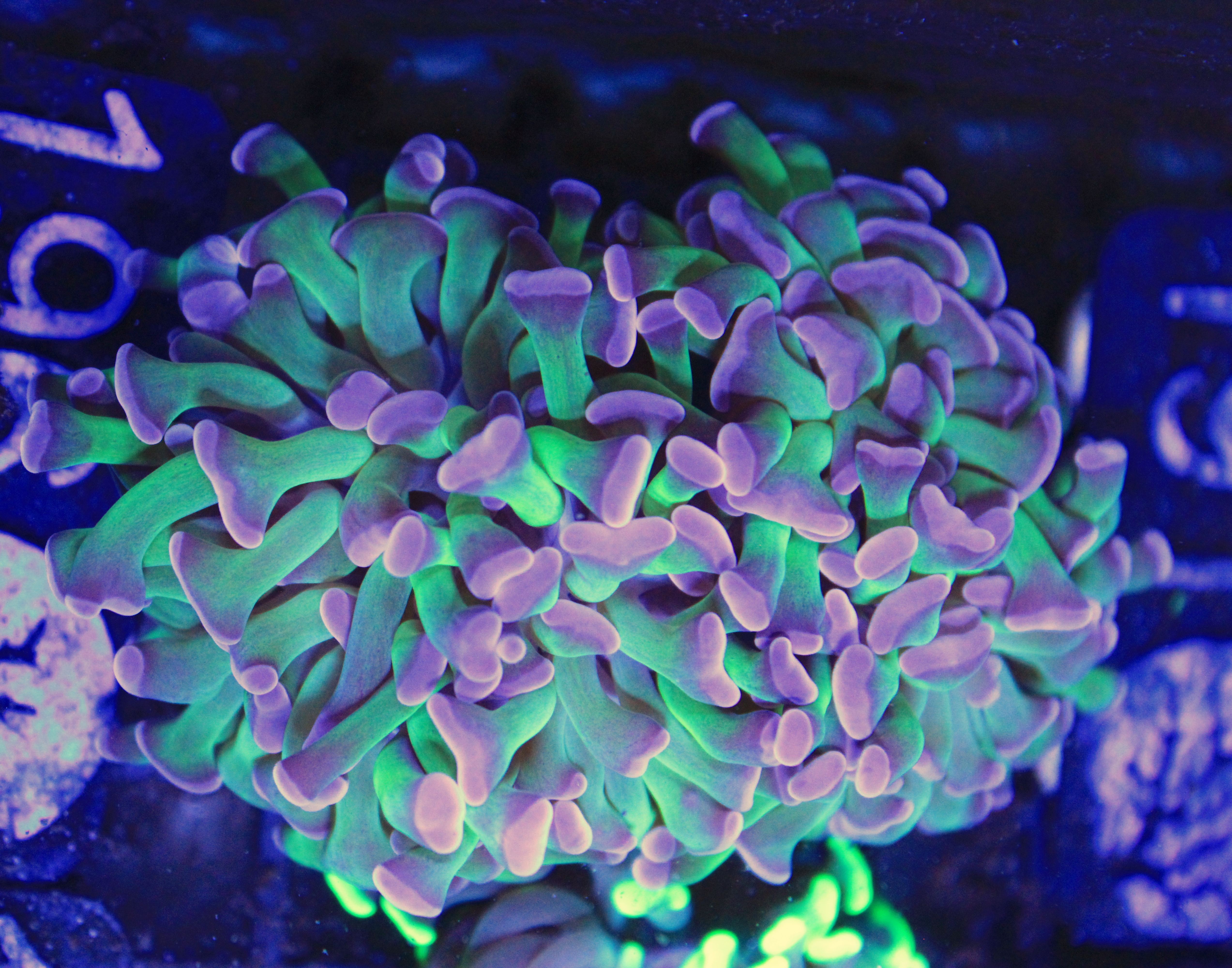 196 euphyllia hologram 3 koppen
