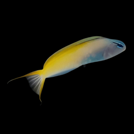 Meiacanthus Mossambicus