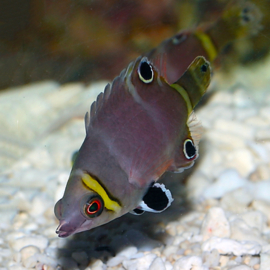 Wetmorella Nigropinnata