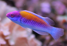 Cirrhilabrus Aurantidorsalis