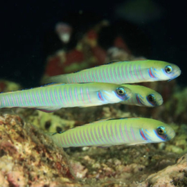 Ptereleotris Zebra