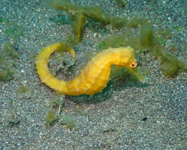 Hippocampus Kuda yellow