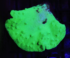 Sinularia dura (Green)