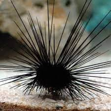 Diadema Antillarum