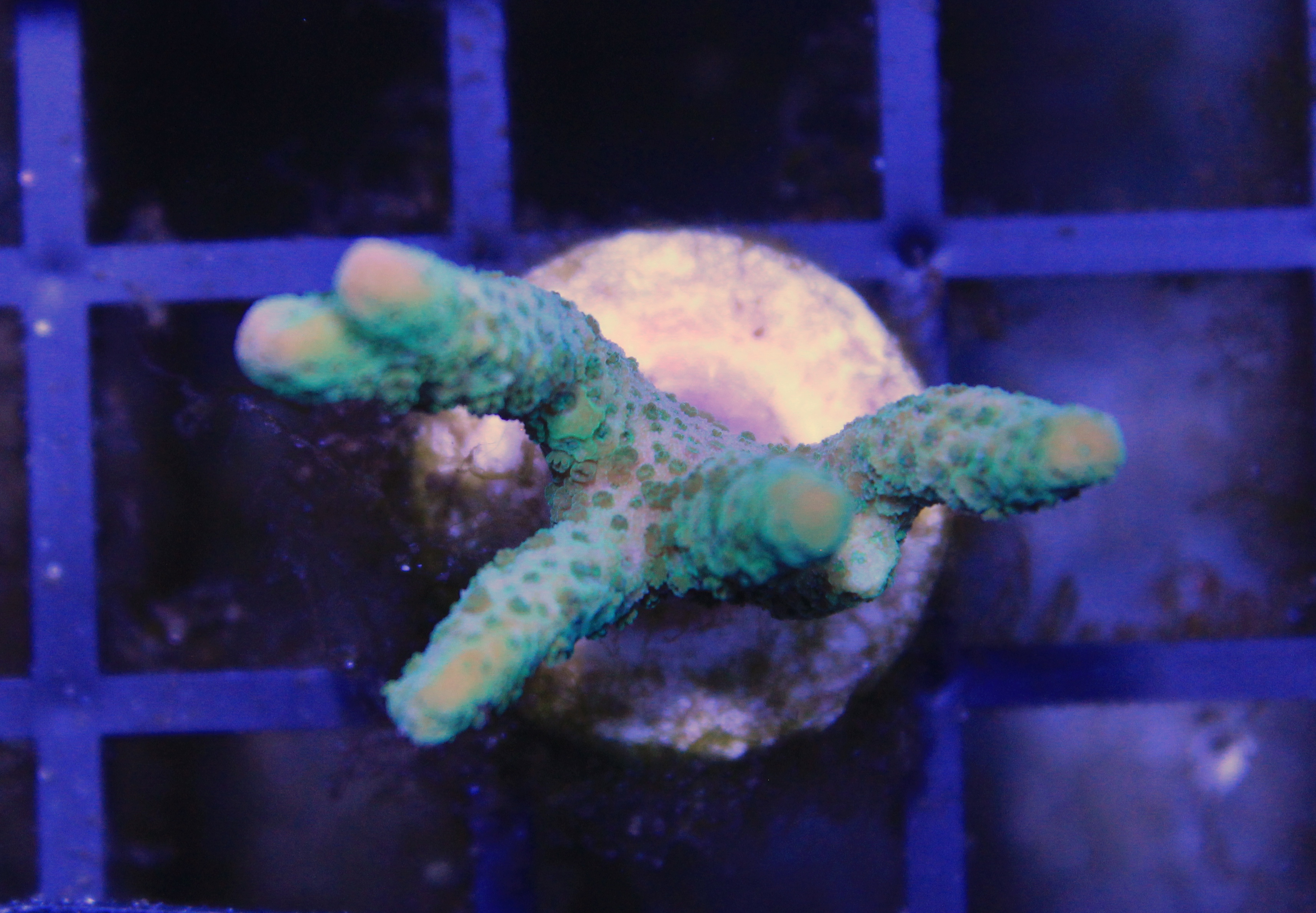 141 Montipora Digitata Groen