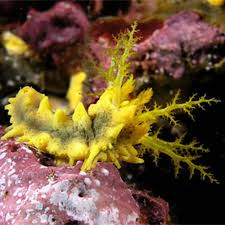 Colochirus Robustus