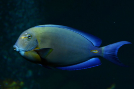 Acanthurus Auranticavus