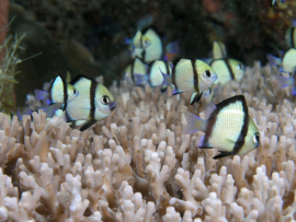 Dascyllus Reticulatus