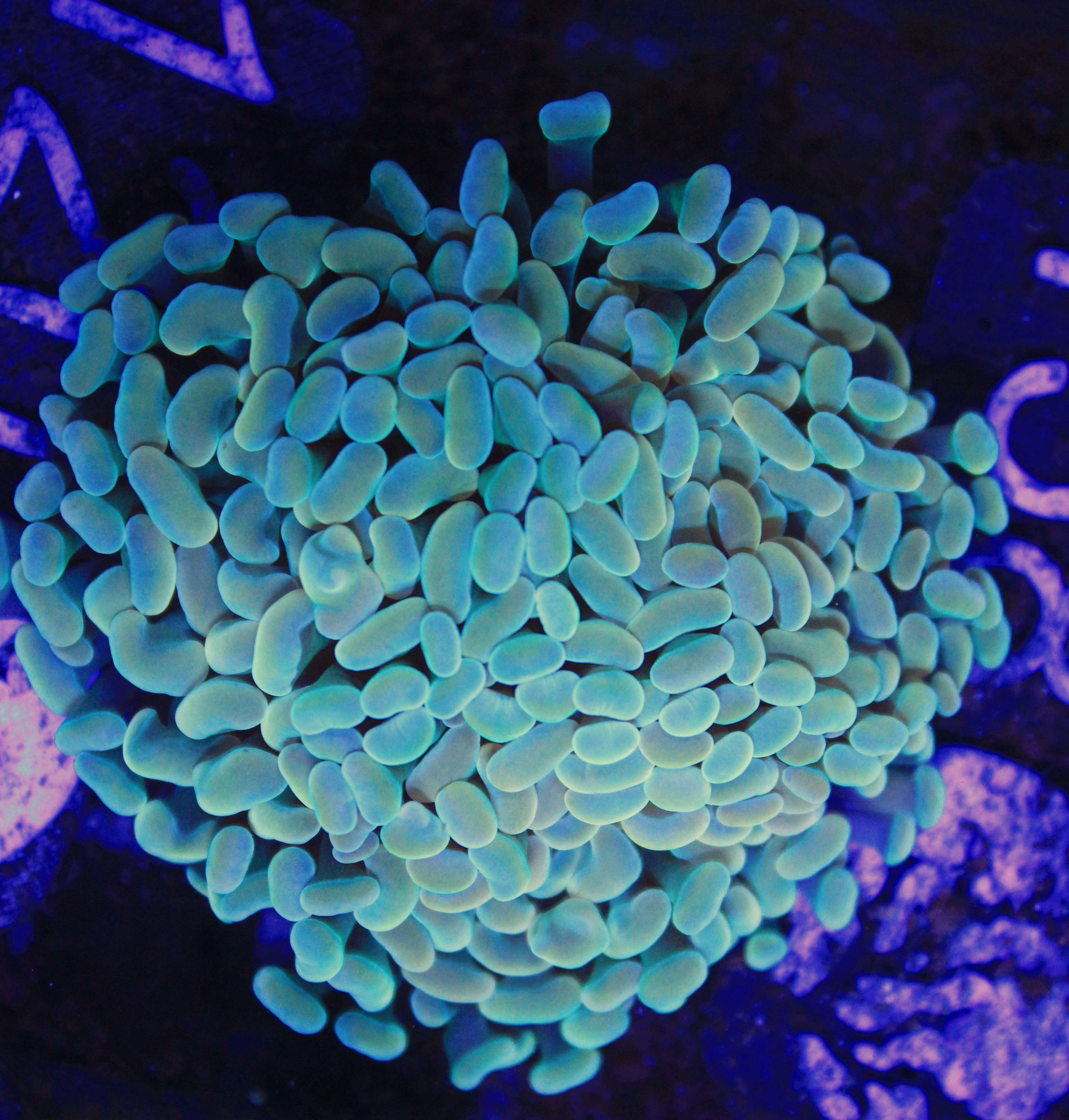 120 euphyllia paraancora gold 3 koppen