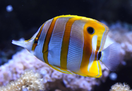 Chelmon Rostratus