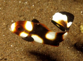 Plectorhinchus vittatus