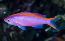 Mirolabrichthys Tuka Female
